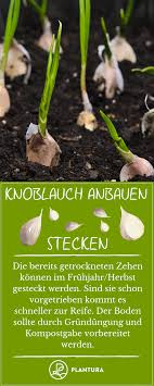 Knoblauch Anbauen Stecken Knoblauch Im Eigenen Garten Pflanzen Wir Verraten Euch Hier Wie Ihr Be In 2020 Growing Garlic Planting Garlic Backyard Vegetable Gardens