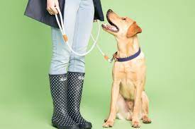 You need to set your dog up for success to earn reinforcement by your side. How To Stop Your Dog Pulling On The Lead The Inside Scoop