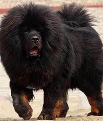Tibetan Mastiff Price Temperament Life Span Mastiff Breeds Tibetan Mastiff Dog Large Dog Breeds