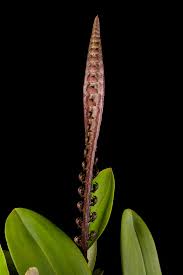 Image result for Bulbophyllum maximum