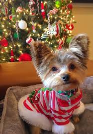 Duke Of Yorkie Happy 2nd Christmas In 2020 Yorkie Lap Dogs Yorkshire Terrier