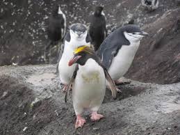 The male is slightly larger than the female. Macaroni Penguin Facts Pictures And More About The Macaroni Penguin