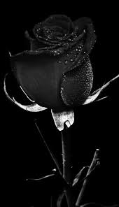 Aesthetic Black And White Rose Wallpaper Pin By Bunty Bunty On Darkness Rises In 2020 Black Rose Flower Black Roses Wallpaper Black Rose