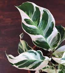 Variegated Houseplants You Can Actually Afford That Planty Life Variegated Plants White Plants Calathea Plant