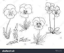 Pansies Outline Flowers Violet Flower Tattoos Flower Sketches Flower Drawing