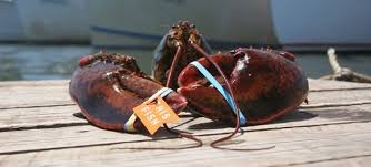 One or two minutes too long and the meat will dry out and be tough. How To Cook A Live Lobster Coopers Seafood House