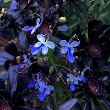 Image result for Rotheca myricoides