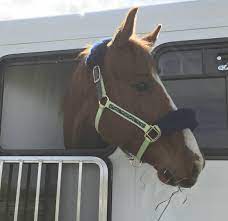 345 horse trailer stock video clips in 4k and hd for creative projects. Horse Trailer Weights By The Numbers 77 Types Models