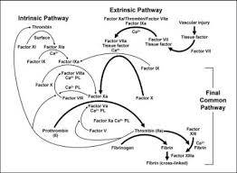 Dec 03, 2019 · a partial thromboplastin time (ptt) test measures how long it takes for your blood to clot. How To Interpret And Pursue An Abnormal Prothrombin Time Activated Partial Thromboplastin Time And Bleeding Time In Adults Mayo Clinic Proceedings