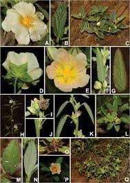 Image result for Sida spinosa