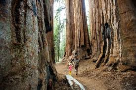 Sequoia resort & rv park offers a retreat from busy. Camping In Sequoia And Kings Canyon National Parks California