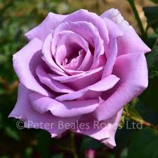 Find help and information on rosa 'climbing blue moon' rose climbing hybrid tea rose 'salsa' 'poulslas', including varieties and pruning advice. Twice In A Blue Moon Bush Rose Peter Beales Roses The World Leaders In Shrub Climbing Rambling And Standard Classic Roses