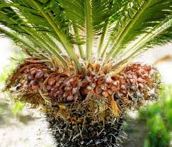 The seeds have the greatest concentration of cycasin and are therefore the most poisonous part of the plant. How To Care For A Sago Palm And Why They Are So Difficult Dengarden