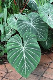 Philodendron Gloriosum Rare Houseplant Philodendron Plant Tropical House Plants Plants