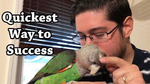 The Quickest Way to Success With Parrots