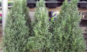 Image result for rosemary pruning