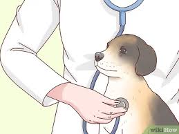 Maybe you would like to learn more about one of these? How To Adopt A Puppy With Pictures Wikihow Pet