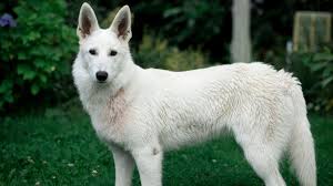 We are a small breeder located in rural west tennessee. White Swiss Shepherd German Shepherd Relative Demystified Barking Royalty