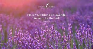 Check spelling or type a new query. Las Fincas De Young Living Se Young Living Mexico Facebook