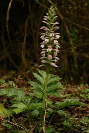Image result for Acanthus mayaccanus