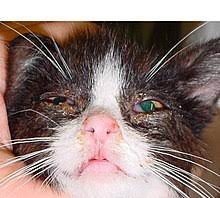 Kedi Nezlesi Vikipedi