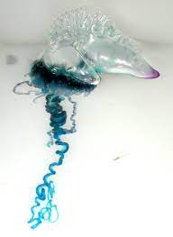 Scientists say exceptional numbers of the highly venomous jellyfish have been blown in from the recent atlantic storms. Portuguese Man O War Wikipedia