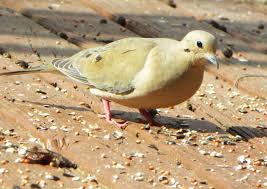 Mourning Dove Mourning Dove Animals Doves