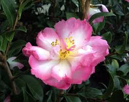 Many Varieties Of Camellia Will Produce Beautiful Fall Flowers Flowers Fall Flowers Beautiful Flowers