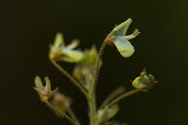 Image result for Desmodium tortuosum