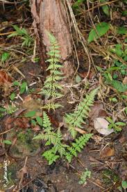 Image result for Cheilanthes botswanae
