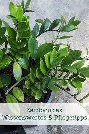 Die Zamioculcas Welche Auch Als Glucksfeder Bekannt Ist Stammt Aus Tropischen Gebieten Und Uberzeugt Mit Graziler Ge In 2020 Pflanzen Pflanzenblatter Gartencenter