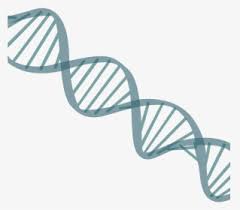 We provide millions of free to download high definition png images. Dna Png Images Transparent Dna Image Download Pngitem