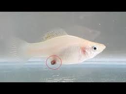 Each time she has babies, she can have anywhere from 10 to 40 fry. Molly Fish Giving Birth Hd 2018 Youtube