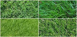 Different Types Of Grass 1001 Gardens Grass Type Lawn Grass Types Types Of Lawn