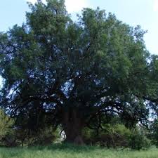 Image result for Xanthocercis