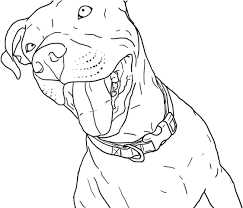 Pit bulls have a reputation for being aggressive but, in fact, aggression is an individual trait that isn't always determined by genetics and pit bulls can pit bulls have a reputation for being aggressive but, in fact, aggression is an indi. Download Drawn Pitbull Realistic Coloring Pages Pitbull Full Size Png Image Pngkit