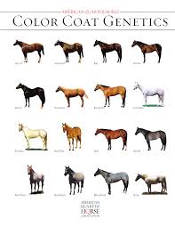 She is a stunningly beautiful buckskin roan mare. Quarter Horse Coat Colors By Hrcs Issuu