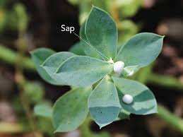 Image result for Euphorbia whyteana