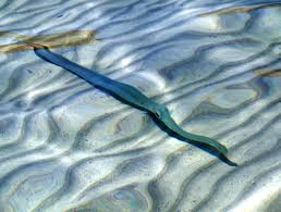 The area's fish tacos were originally made with shark meat, but you'll find a variety of types of white fish in them today. La Paz Baja California Sur Sailing On Snug Harbor