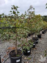 Image result for Brachychiton populneus