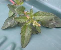 Image result for Amaranthus spinosus