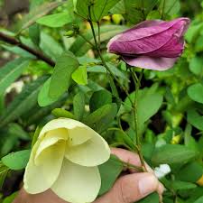 Image result for Bauhinia tomentosa