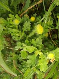 Image result for Grangea maderaspatana