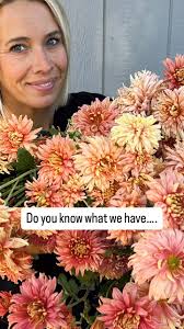 Blending in…the chrysanthemums are growing tall. Lots to keep an eye