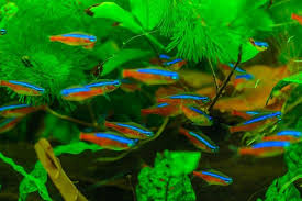 How To Test Fish Tank Water Petbarn