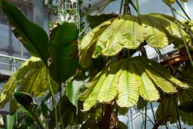 Image result for Musanga