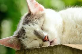 Cat's noses are wet primarily due to fluid production from sweat glands on the nasal planum (hairless nose skin), although some of the moisture also comes from drainage of the inferior tear duct (lower tear duct), which drains normal tear fluid from the surface of the eye. Is It Normal For A Cat To Have A Dry Nose Causes