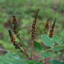 Image result for Indigofera ambelacensis