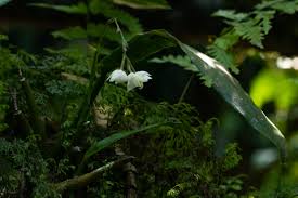 Image result for Polystachya cultriformis