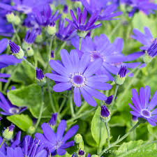 Image result for Pericallis